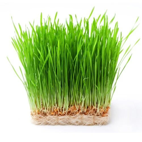 Wheatgrass